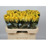 Roos 60cm Good Times (Ethiodream)