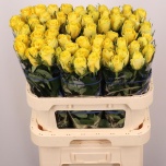 Roos 80cm Good Times