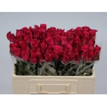 Roos 50cm Grand Europe