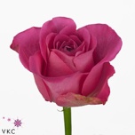 Roos 50cm H3o