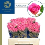 Roos 50cm H3o
