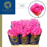 Roos 60cm H3o