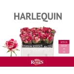 Roos 50cm Harlequin