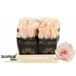 Roos 40cm Harmony Peach