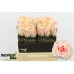 Roos 40cm Harmony Peach