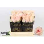 Roos 40cm Harmony Peach
