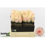 Roos 40cm Harmony Peach