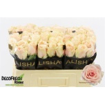 Roos 50cm Harmony Peach