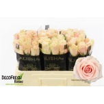 Roos 50cm Harmony Peach