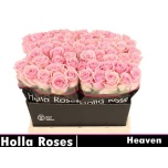 Roos 40cm Heaven!