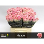 Roos 40cm Heaven!