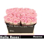 Roos 40cm Heaven!