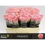 Roos 50cm Heaven
