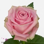 Roos 50cm Heidi