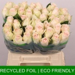 Roos 40cm High & Bridal