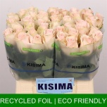 Roos 40cm High & Bridal