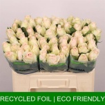 Roos 50cm High & Bridal