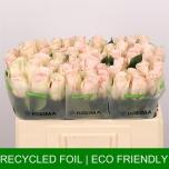 Roos 50cm High & Bridal