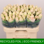 Roos 60cm High & Bridal