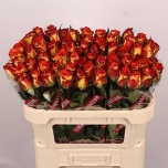 Roos 70cm High & Magic