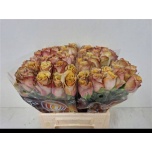 Roos 40cm Honey Colorama