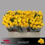 Roos 50cm Jackpot (Afriflora)