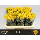 Roos 60cm Jackpot