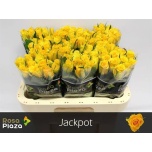 Roos 60cm Jackpot
