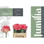 Roos 50cm Jumilia