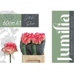 Roos 60cm Jumilia