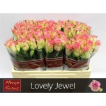 Roos 50cm Lovely Jewel