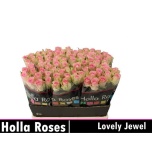 Roos 60cm Lovely Jewel