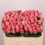 Roos 50cm Light Pink Tacazzi