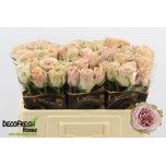 Roos 50cm Mabella