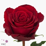 Roos 40cm Madam Red