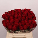 Roos 40cm Madam Red