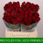 Roos 40cm Madam Red
