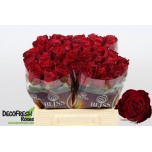 Roos 40cm Madam Red