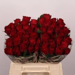 Roos 40cm Madam Red