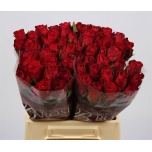 Roos 40cm Madam Red