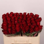 Roos 50cm Madam Red