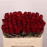 Roos 50cm Madam Red