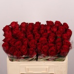 Roos 50cm Madam Red