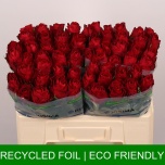 Roos 50cm Madam Red