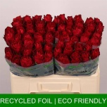 Roos 50cm Madam Red