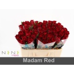 Roos 50cm Madam Red