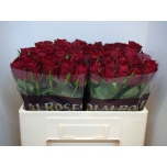 Roos 50cm Madam Red