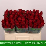 Roos 50cm Madam Red