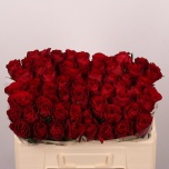 Roos 50cm Madam Red