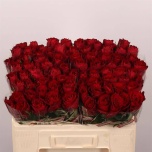 Roos 50cm Madam Red